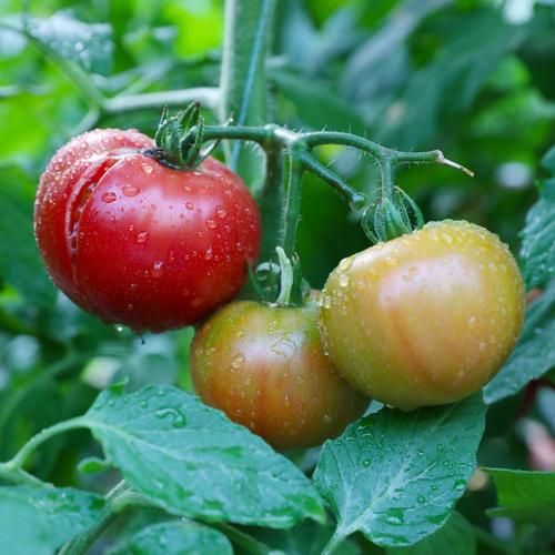 金妃番茄种子东北草莓番茄苗铁皮油皮柿子水果西红柿四季播蔬菜籽_不